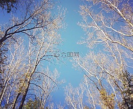 天空,樹,分支機(jī)構(gòu)