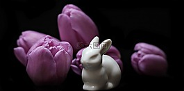 郁金香,鮮花,野兔