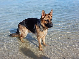 狗,德國牧羊犬,海灘