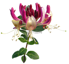 花,金銀花,香水