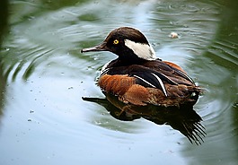 鴨,動物,鳥