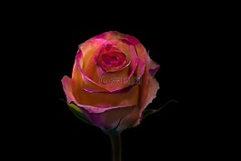 花,玫瑰,花瓣