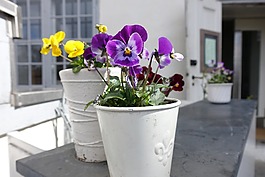 花园里的花,花园陶,夏天