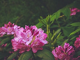 杜鵑花,品紅色,灌木