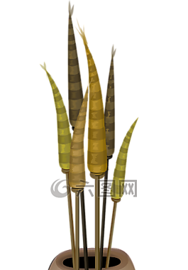 室內植物,植物,盆栽