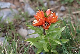 郁金香,綠色,紅色