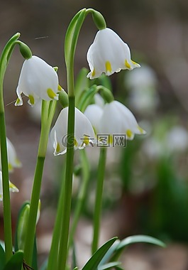 性質(zhì),植物,花