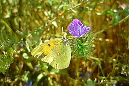 蝴蝶,花,colias
