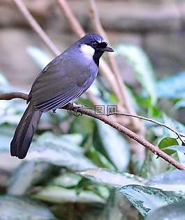 藍鳥,鳥,飛