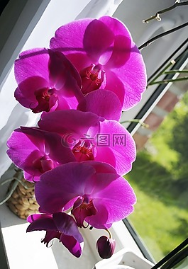 蘭花,花,開花