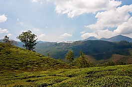 t恤,茶園,印度