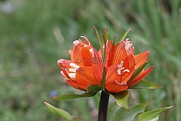 郁金香,綠色,紅色