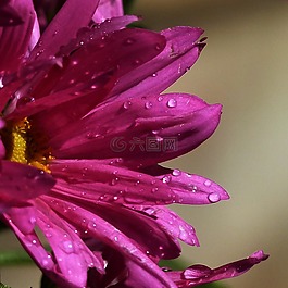 翠菊,雨滴,特寫