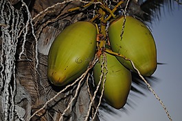 kokusnuss,水果,棕榈