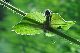 葉,干,植物