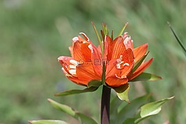 郁金香,綠色,紅色