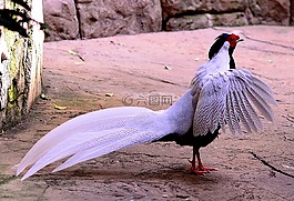 銀雞,鳥,飛