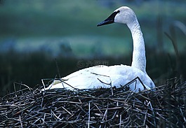 小號手天鵝,嵌套,鳥