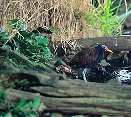 wattled 千鸟,鸟,飞