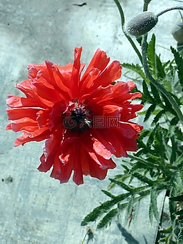 花,罌粟的字段,紅