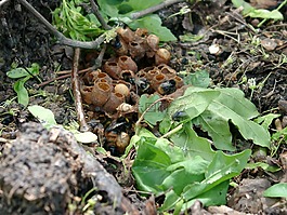 大黃蜂,鳥巢,昆蟲