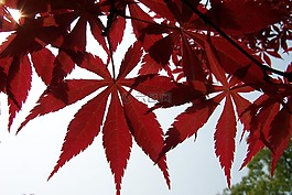 紅葉,槭樹,秋天