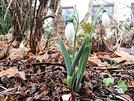 森林,3月8日,春天