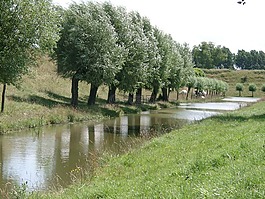 性質(zhì),樹木,水