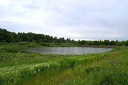 湖,森林,景觀