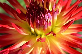 花,開花,夏季