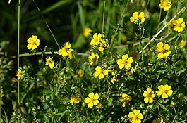 鮮花,性質(zhì),夏季花卉