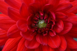 花,開(kāi)花,紅色