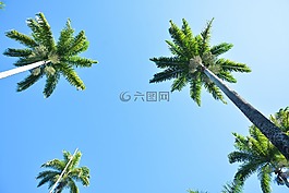 棕櫚樹(shù),花園,夏季