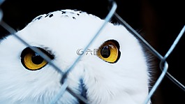 雪鸮,捕獲,動物園