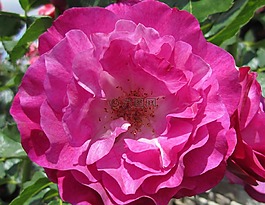 粉紅色,玫瑰,花