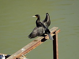 鸕鶿,鳥,早上