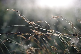 植物,清晨的露水,高原