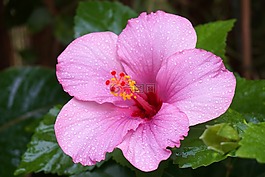 槿,雨點(diǎn),粉紅色