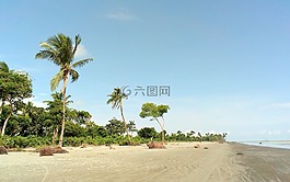 kuakata,海灘,棕櫚樹(shù)