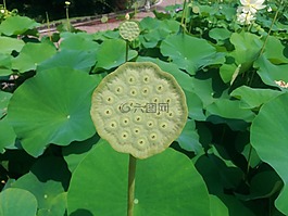 莲花,花,种子是