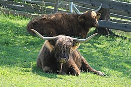 aiderbichl,動物,保護區
