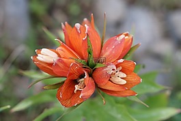 郁金香,綠色,紅色