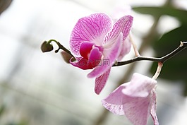 蘭花,phalanopsis,花