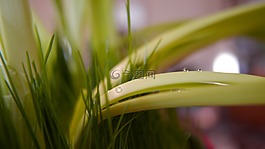 葉,植物,綠色