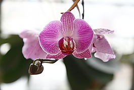 蘭花,phalanopsis,花
