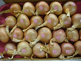 蔥,roscof,法國(guó)