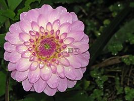 花,粉紅色,開花