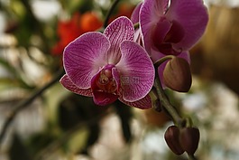 蘭花,phalanopsis,花