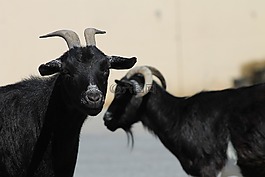 aiderbichl,動物,保護區