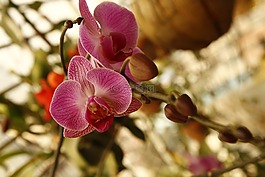蘭花,phalanopsis,花